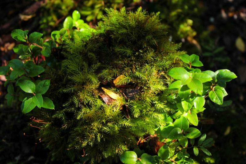 Cabanas Bosque Milenario Coñaripe Εξωτερικό φωτογραφία