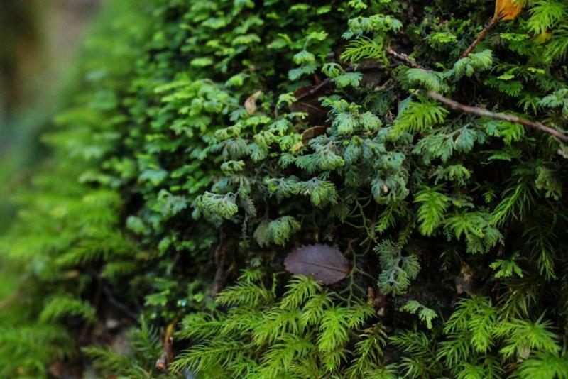Cabanas Bosque Milenario Coñaripe Εξωτερικό φωτογραφία