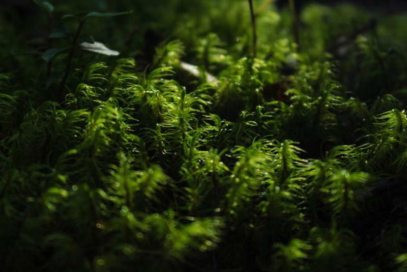 Cabanas Bosque Milenario Coñaripe Εξωτερικό φωτογραφία